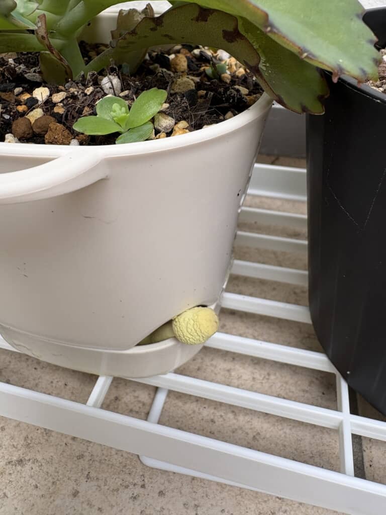 植木鉢から生えてきていたのは?