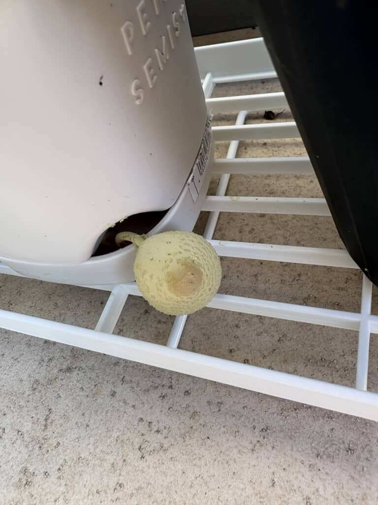 翌日昼のしぼみかけているきのこ