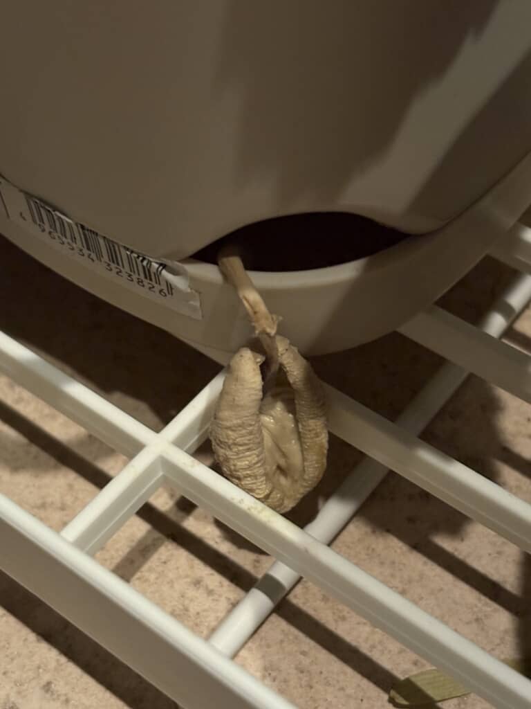完全にしぼんでしまいました