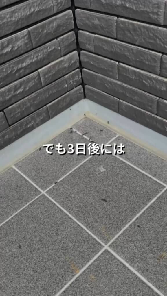 3日後、再びフンが……