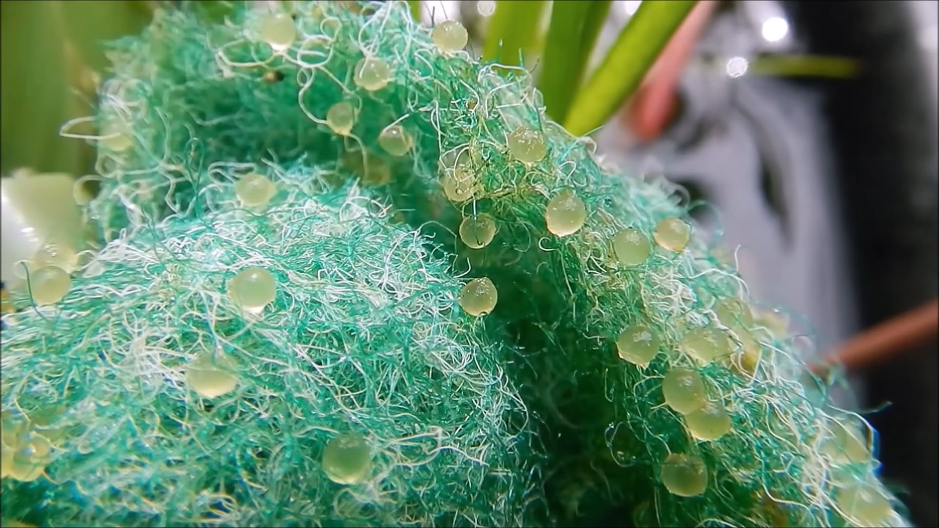 白い金魚が産んだ卵→タライで育てて3カ月後……　予想外の光景に「自然ってすごいな」「やっぱり難しいですね」（1/3） | その他生き物 ねとらぼ