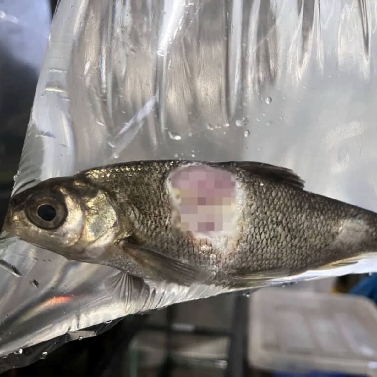 大怪我で“内臓丸見え”の魚→エサ与えず1カ月半後……　目を疑う姿に「魚ってすごっ！」「見習いたい」と234万表示 | その他生き物 ねとらぼ