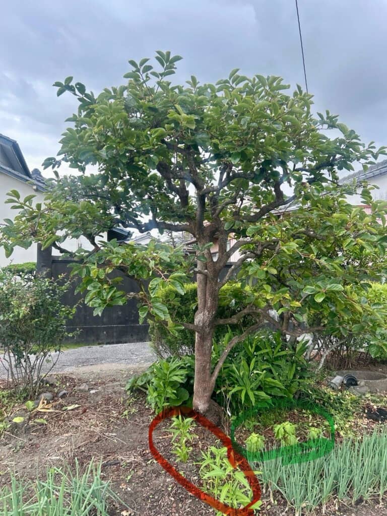 畑の一角に3株ずつ植えてみたら