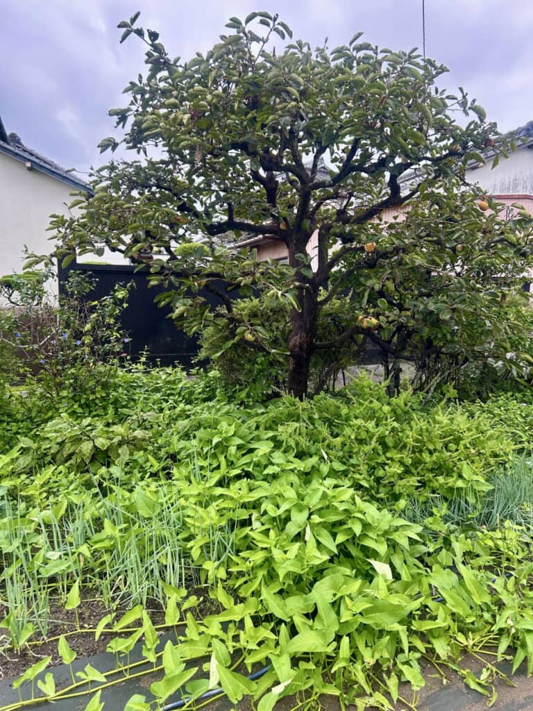 畑が空芯菜と大葉だらけに!?