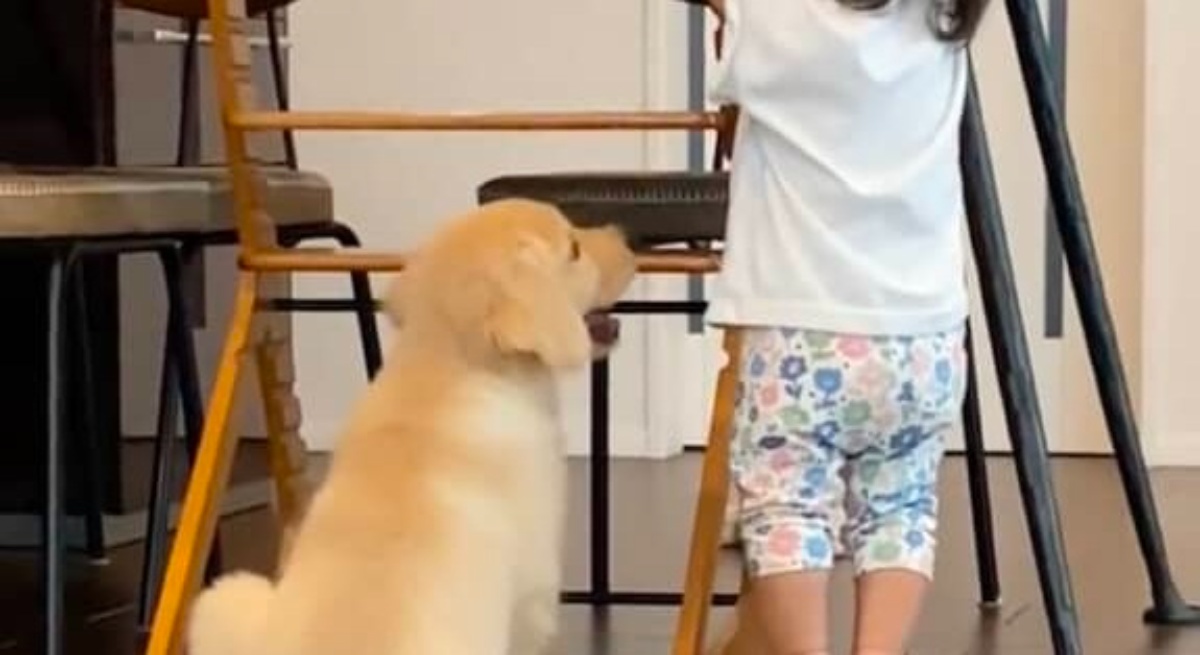 娘より小さかった子犬→1年後……　「えっこんなに」衝撃の“現在の姿”に「涙でてくる」「守ってくれてるみたい」（1/3） | 教育・子育て ねとらぼ