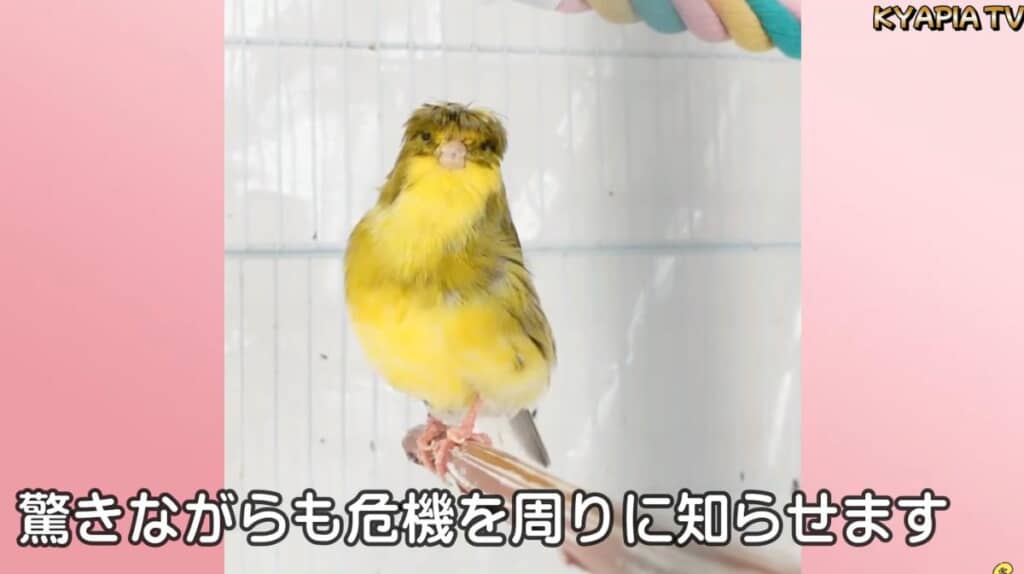 周りに危機を知らせていました