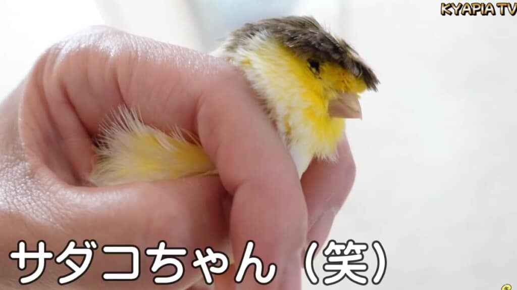 続いてはサダコちゃん