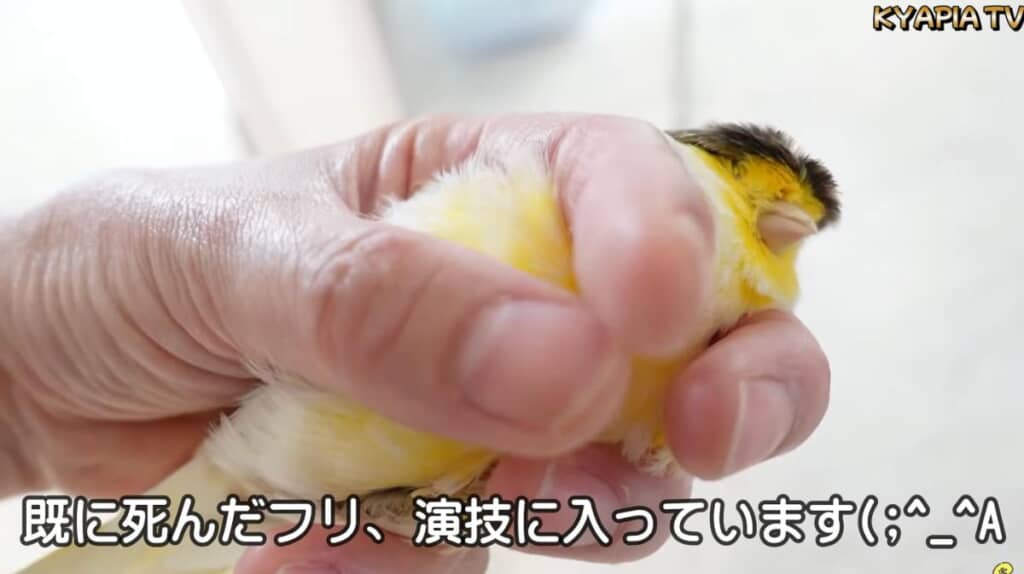名演技の、死んだフリ