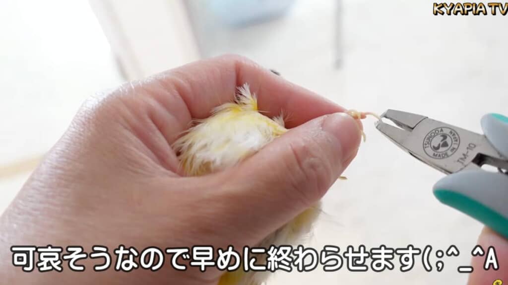 早めに爪切りを終わらせます