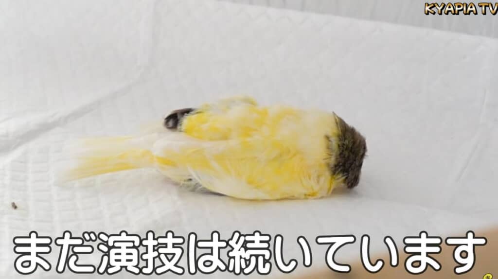ゲージに戻しても、演技を継続