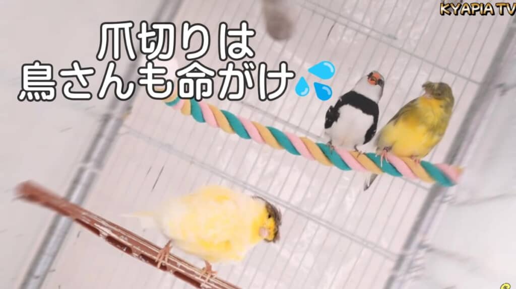 爪切りはお互いにドキドキです