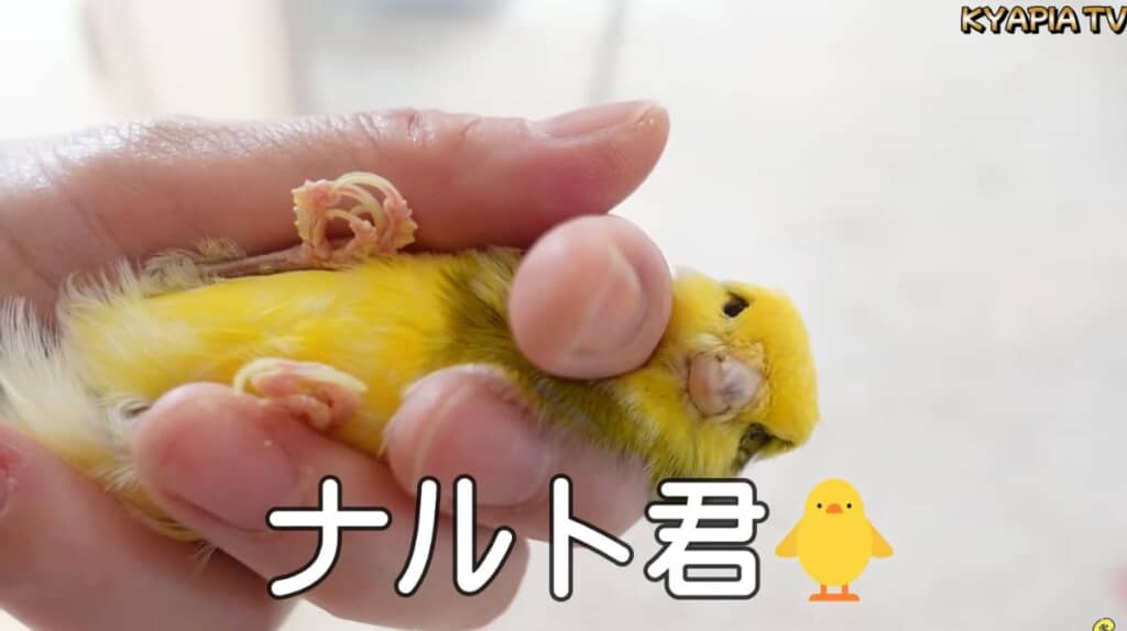 最後は少し凶暴なナルトくん
