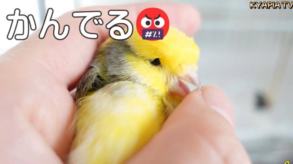 反撃ができる強気な男の子