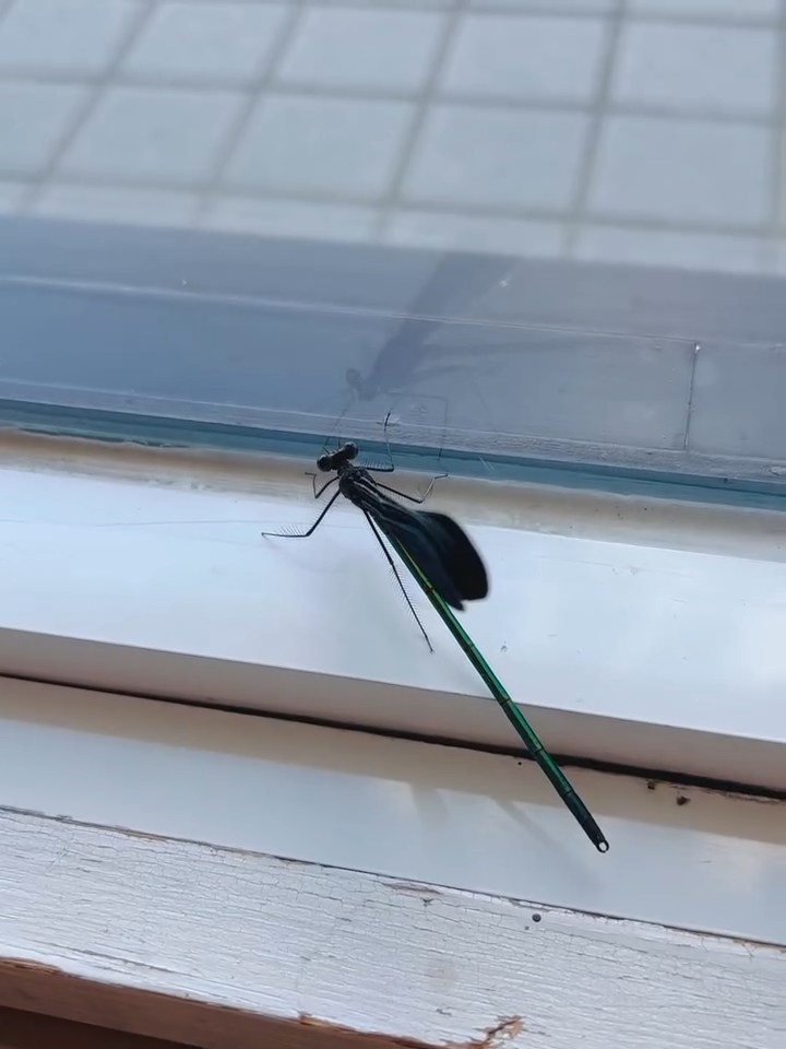 羽を閉じて休むハグロトンボ