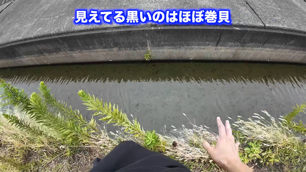 用水路の中に見える黒い物体はほぼ巻貝です