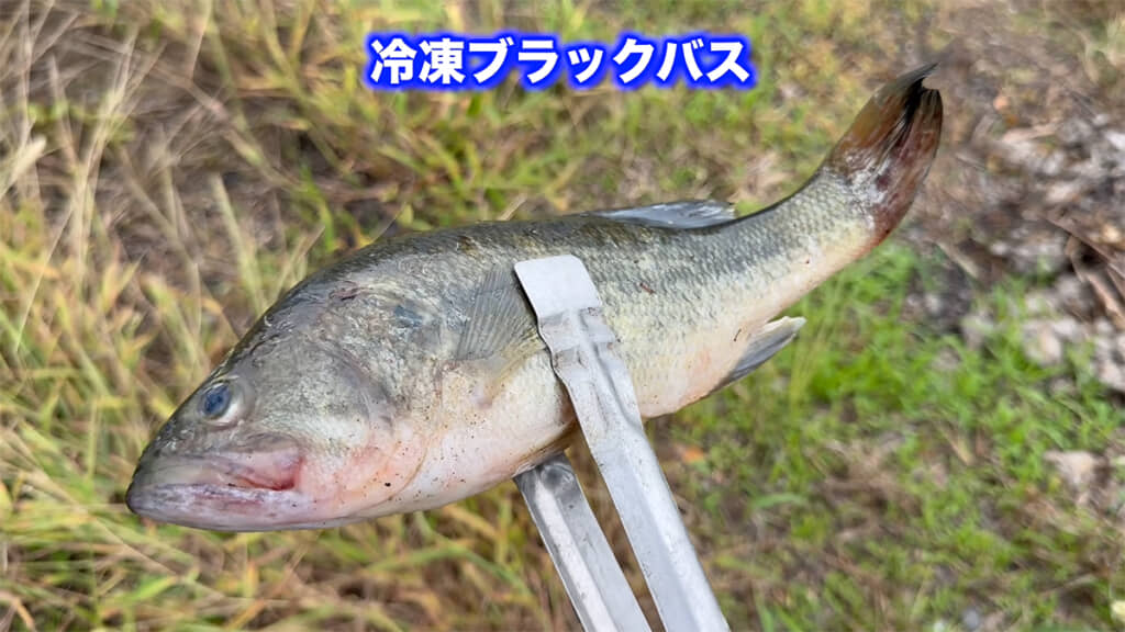 エサには冷凍ブラックバスを使用します