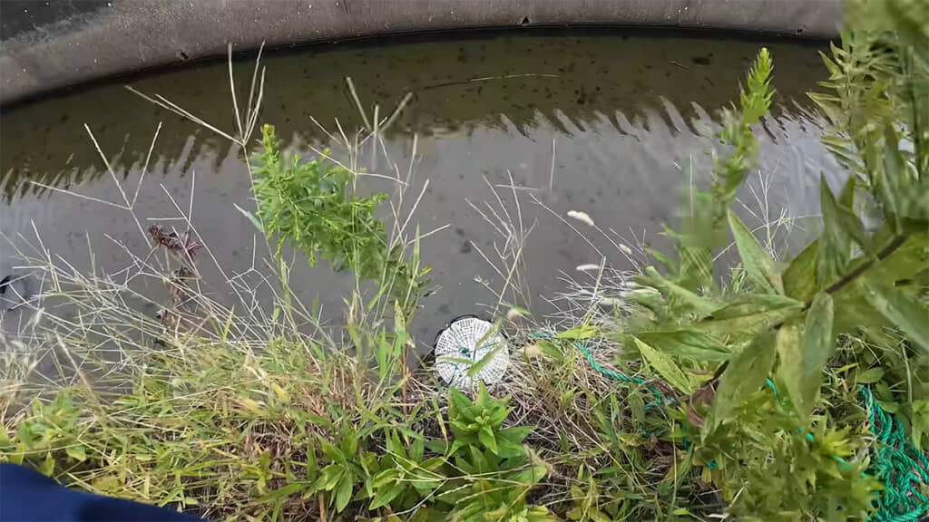 ブラックバスと集魚剤を入れた罠を仕掛けました