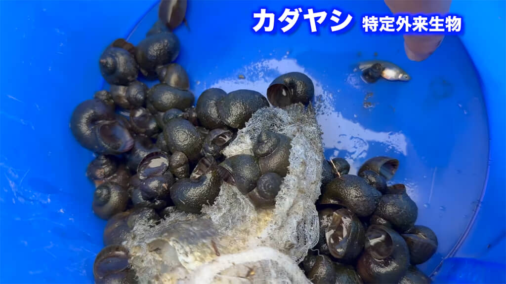 1個目の罠には86匹ものジャンボタニシが