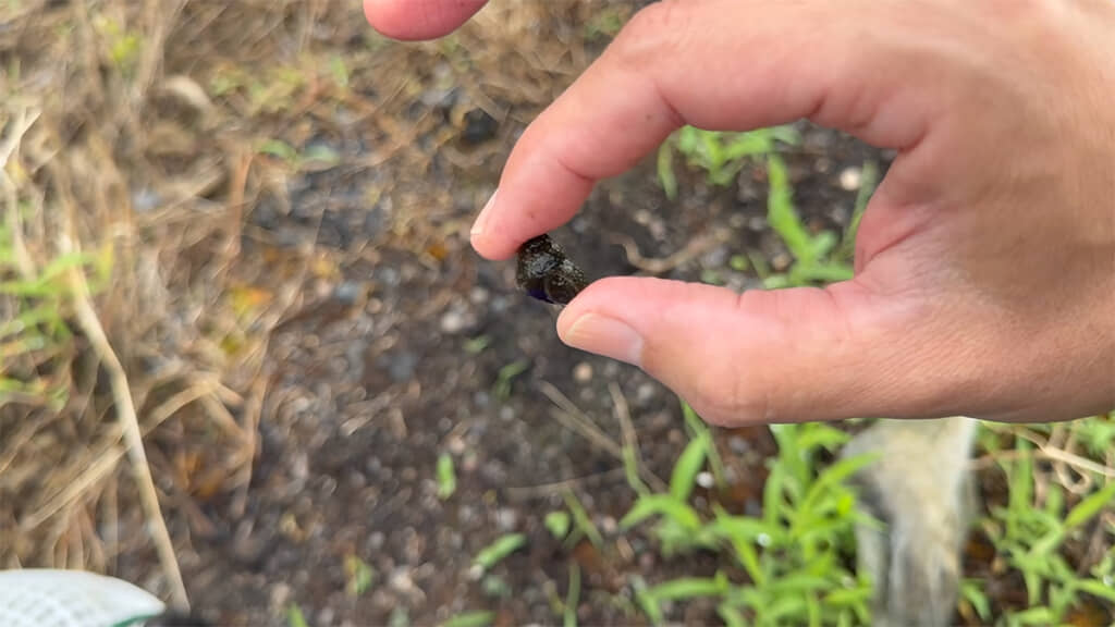 日本のタニシは逃がします