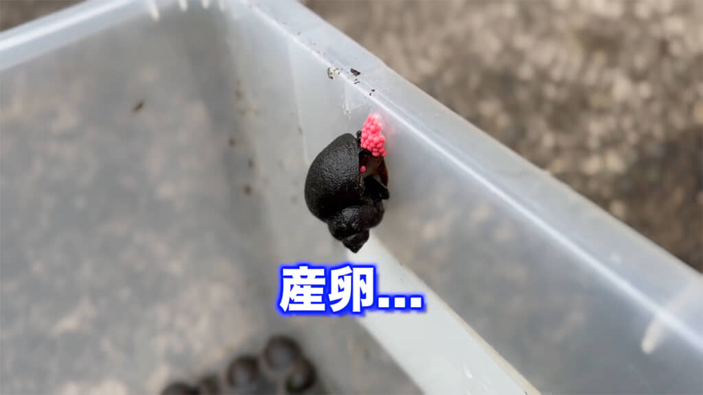 泥抜き中のジャンボタニシが産卵を始めました