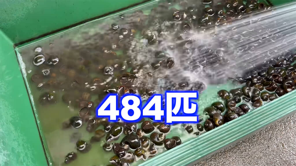 484匹ものジャンボタニシを捕獲しました