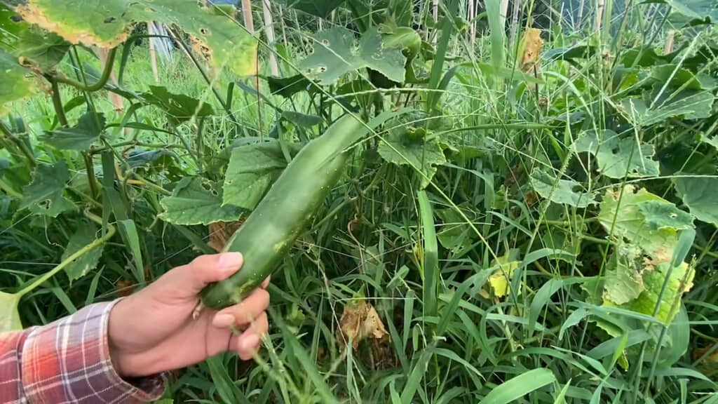 この日食べる分を収穫