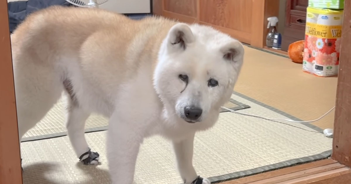 17歳の柴犬姉さん、赤ちゃんが爆泣きで悲しんでいると……　「涙が出た」「優しさがいっぱい」「孫の成長は早いですね」（1/3） | 犬 ねとらぼ