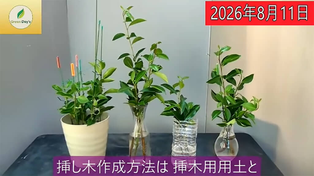 挿し木は2つのパターンで育ててみることに