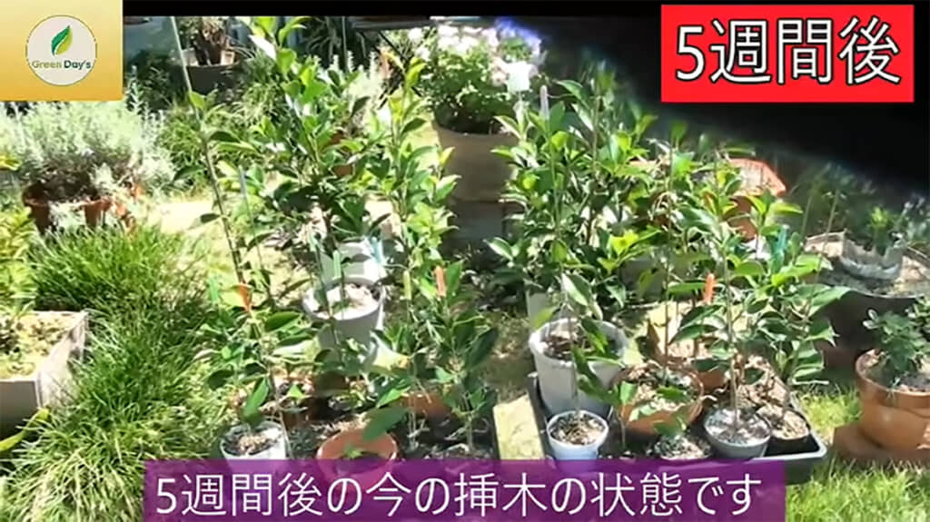 挿し木は無事に成長してくれました