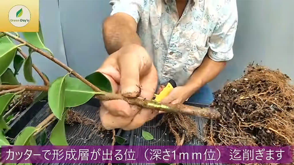 カッターで形成層が出るまでそぎ、癒着させます