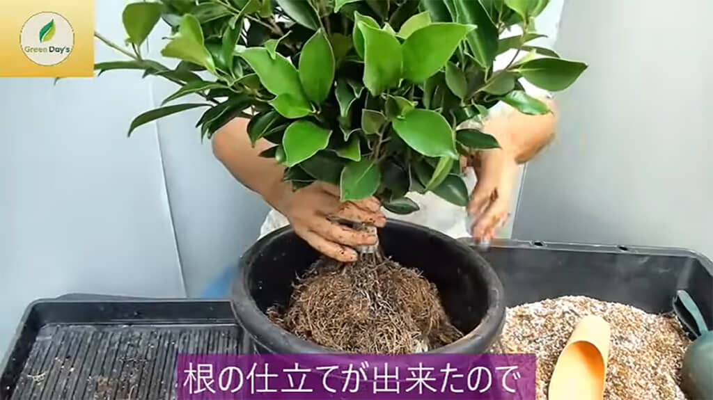 根はこの段階でしっかりと仕立てておきます