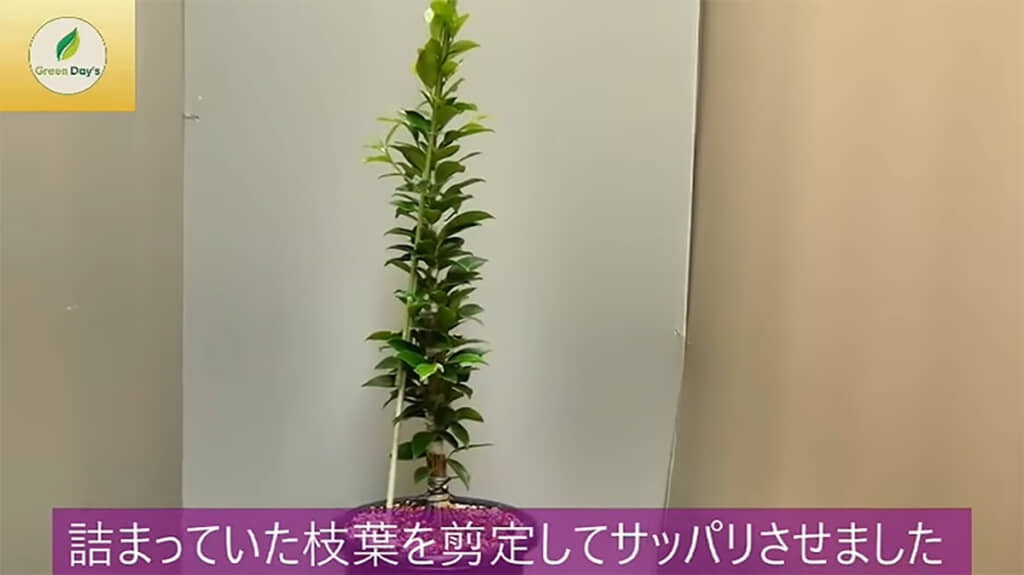 たくさんの挿し木を癒着させ、剪定したガジュマル