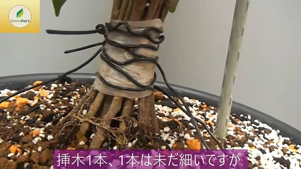細い挿し木がこの先どんな姿になるのか、今から楽しみですね