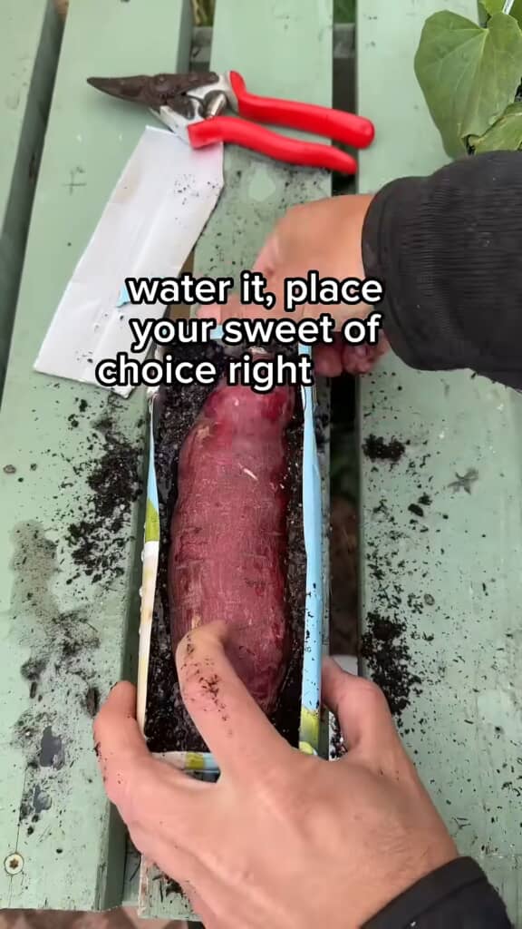 豆乳パックにサツマイモを植える