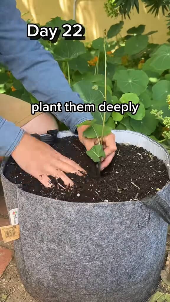 発根した苗を植え替えます