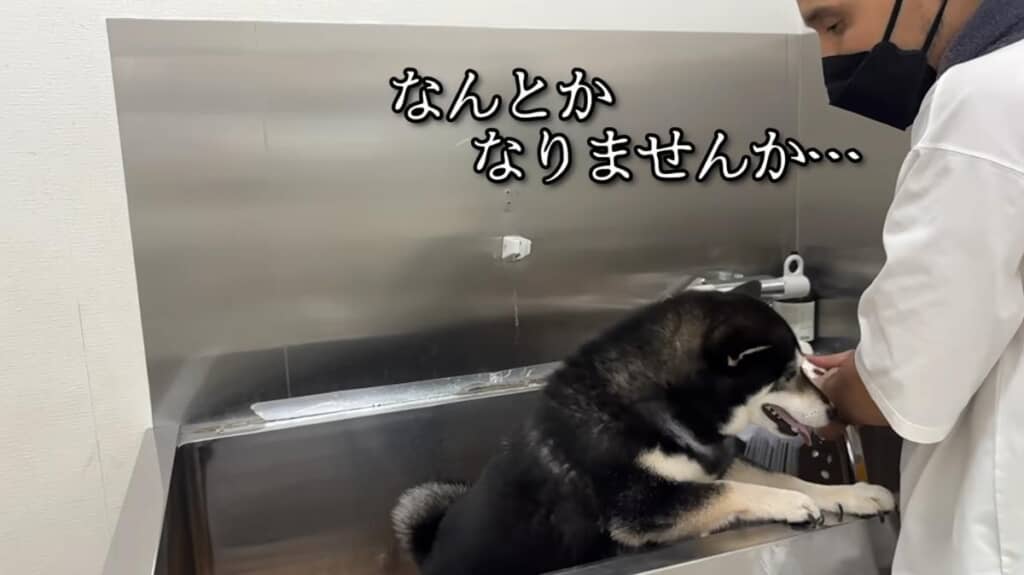 最後まで抵抗しますが……