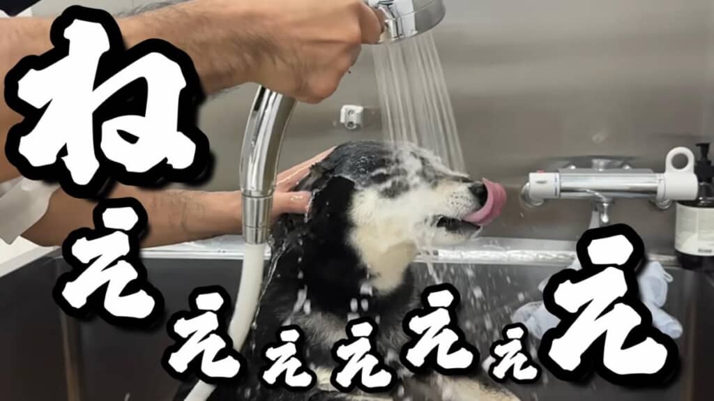 容赦なく浴びせられるシャワー