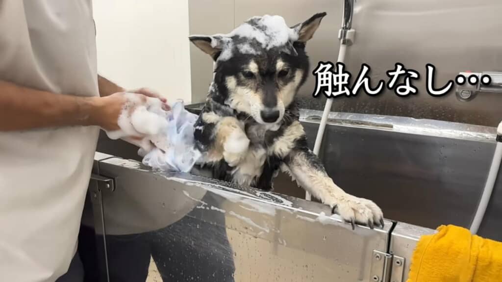 「触んなし……」と不機嫌モードが止まりません