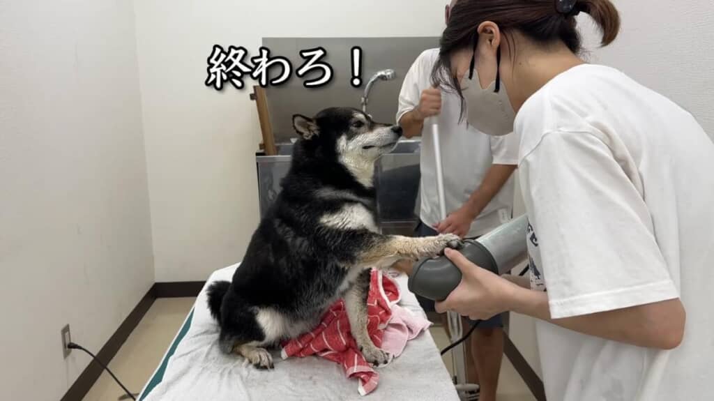 ドライヤーも嫌い！