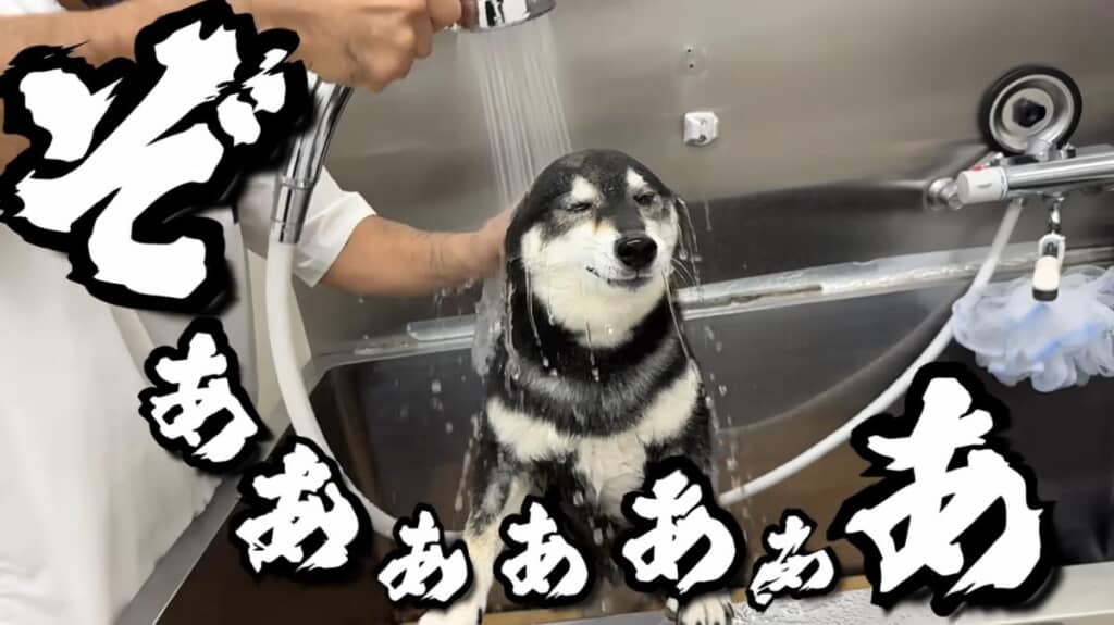 また、騙されたー
