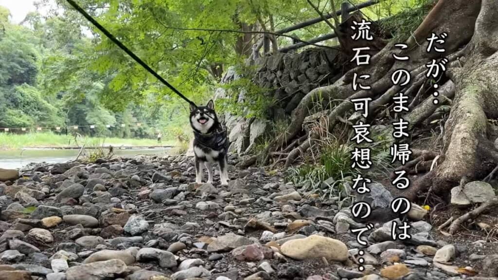 森へおでかけでしたが、雨で無念の撤収