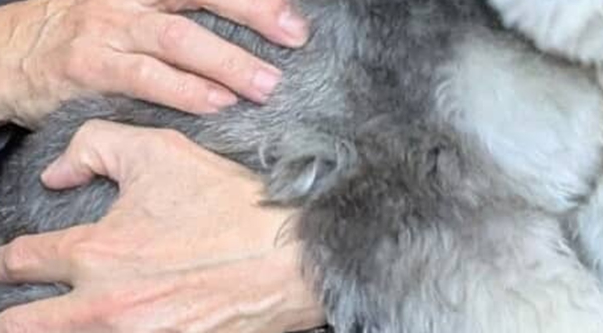 3カ月ぶりに父に会った愛犬→抱っこされると……　衝撃の光景に「どういう感情なんだ」「吹きました」（1/2） | 犬 ねとらぼ
