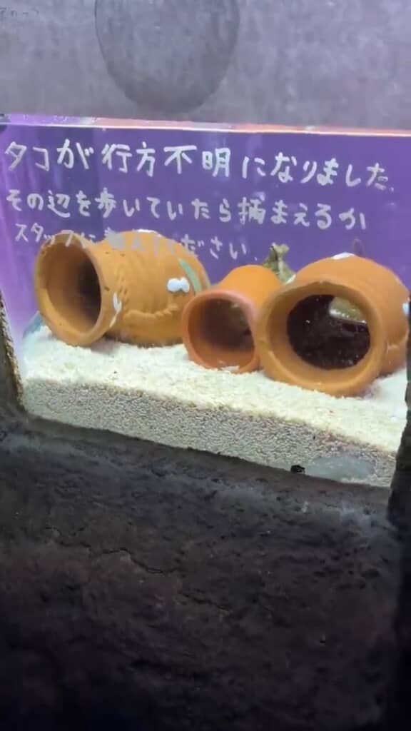 翌日、あらためて水槽を見ると……