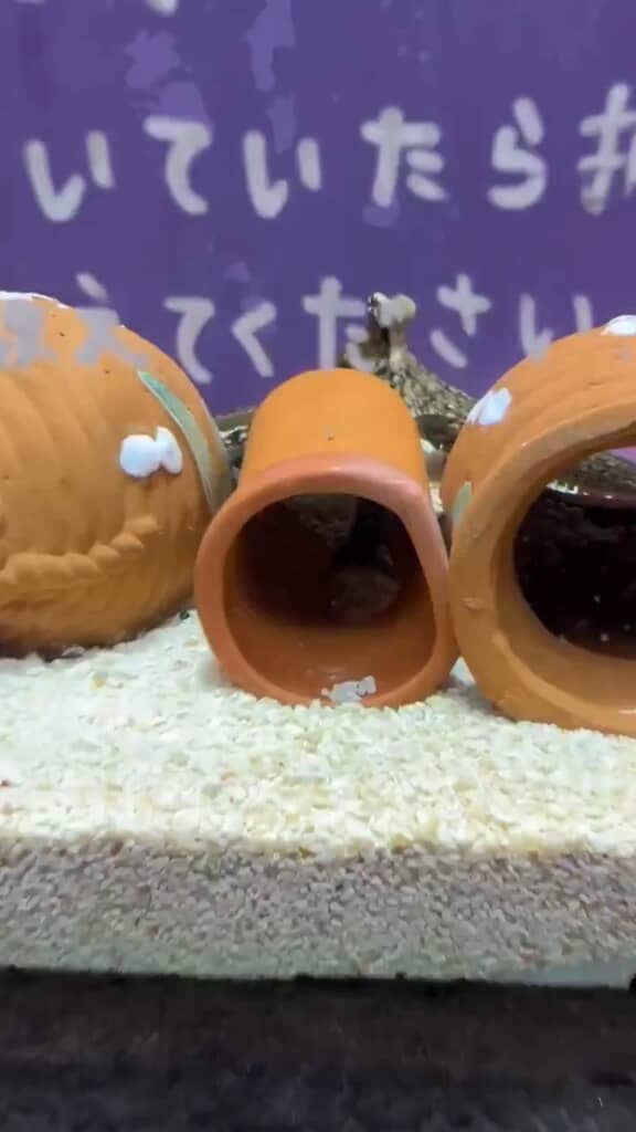 いつの間にか、おうちの向こう側にシレッと復帰