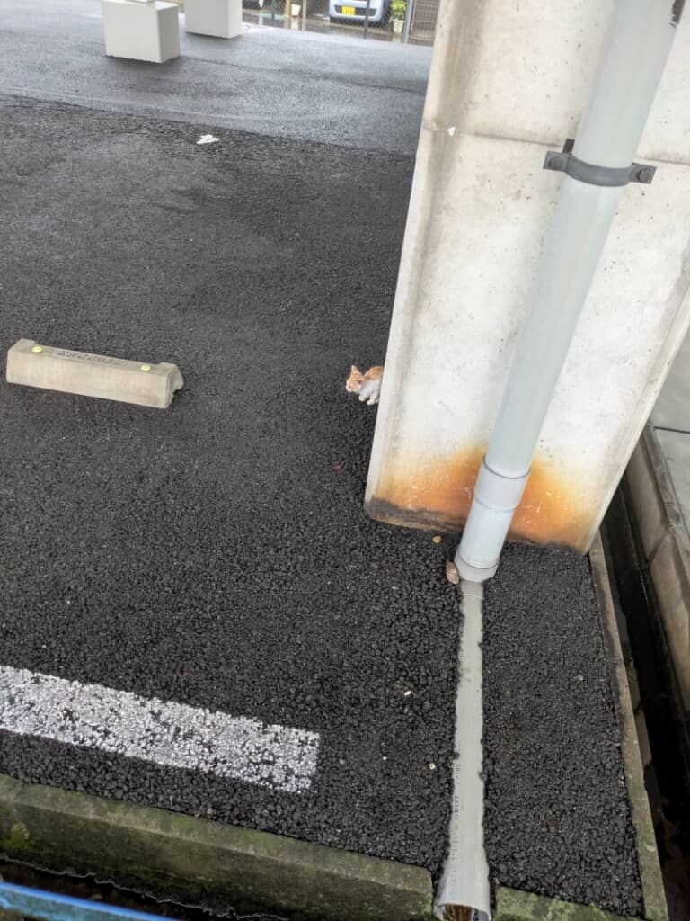 駐車場の柱の影にいた福ちゃん