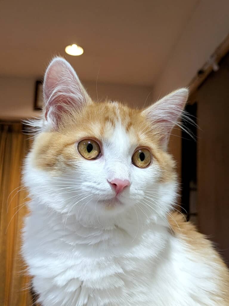 耳の中までふわふわな福ちゃん