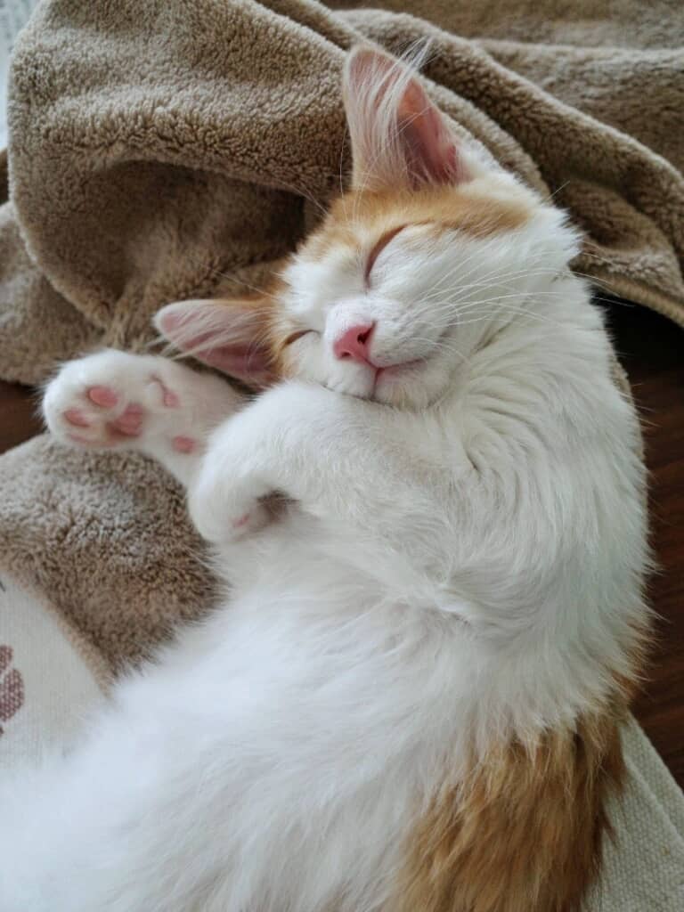 幸せそうに眠る福ちゃん