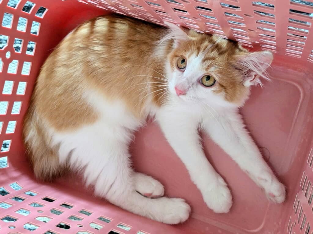 上目遣いの福ちゃん