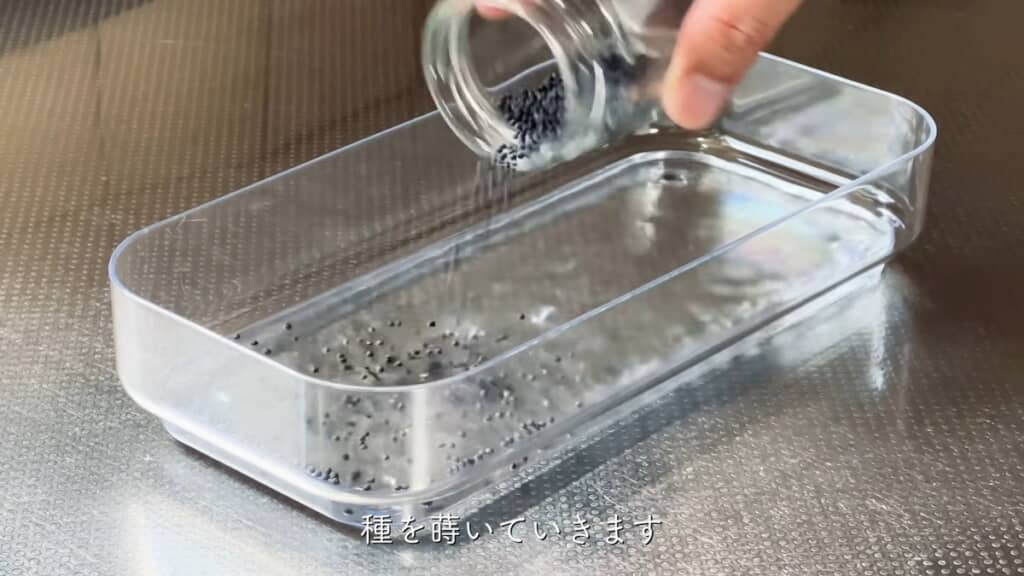 水を張ったダイソーの容器に種を入れる
