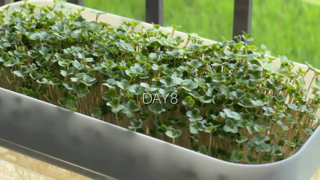 8日目には見違えるほど青々とした姿に！